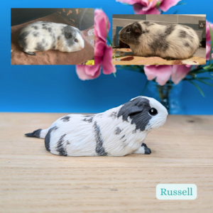 Small sculpture of a smooth coat Guinea Pig , white with grey patches. His name is Russell.